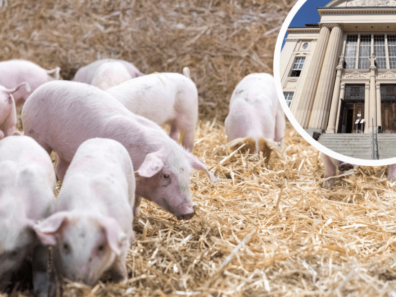 Schwerin Richter Bauer Sauerei mecklenburg vorpommern Staatsanwaltschaft Landgericht Schweine