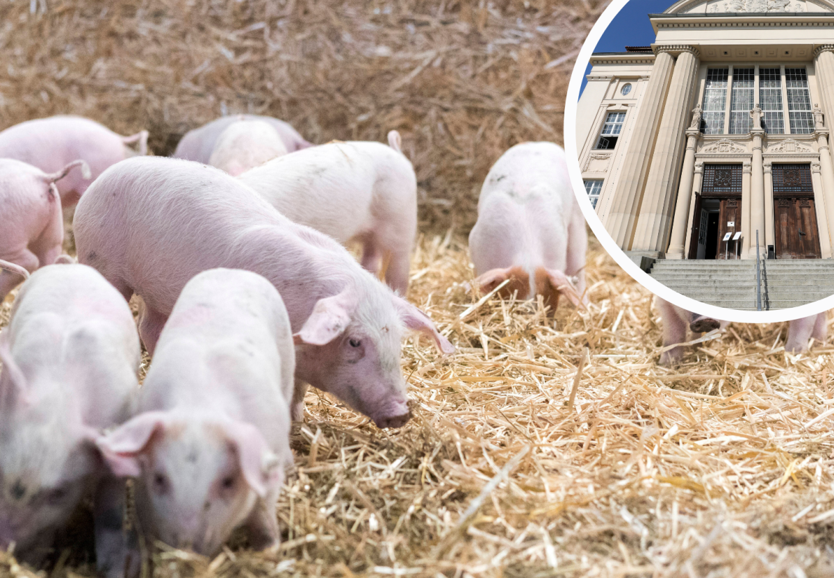 Schwerin Richter Bauer Sauerei mecklenburg vorpommern Staatsanwaltschaft Landgericht Schweine