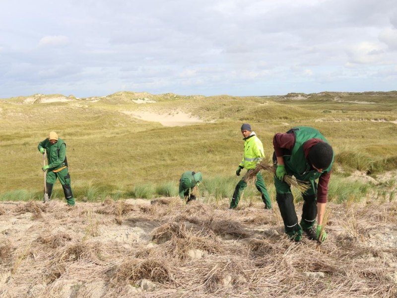 Strandhafer-Pflanzung auf Norderney
