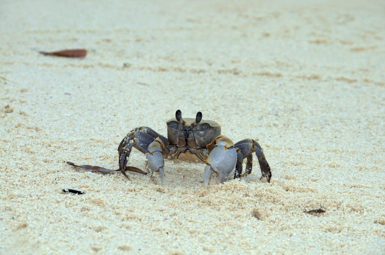 Strandkrabben sind an der Nordsee weit verbreitet. 