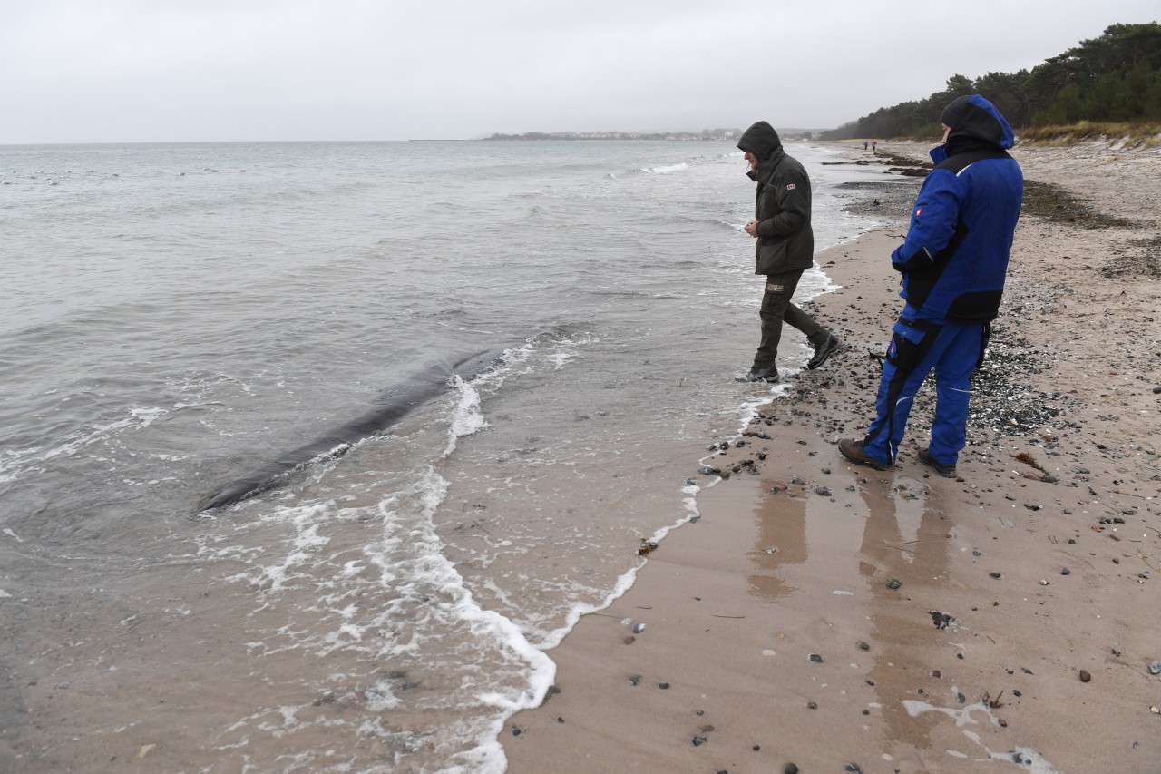 Bei einem Spaziergang machte der Prerower Bürgermeister einen unglaublichen Fund an der Ostsee (Symbolbild)!