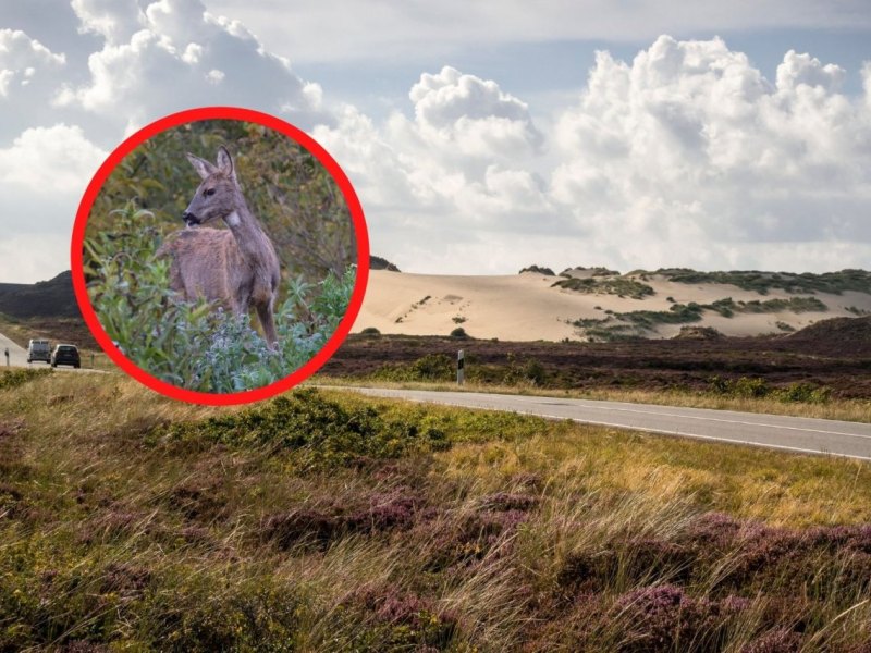 Sylt.jpg