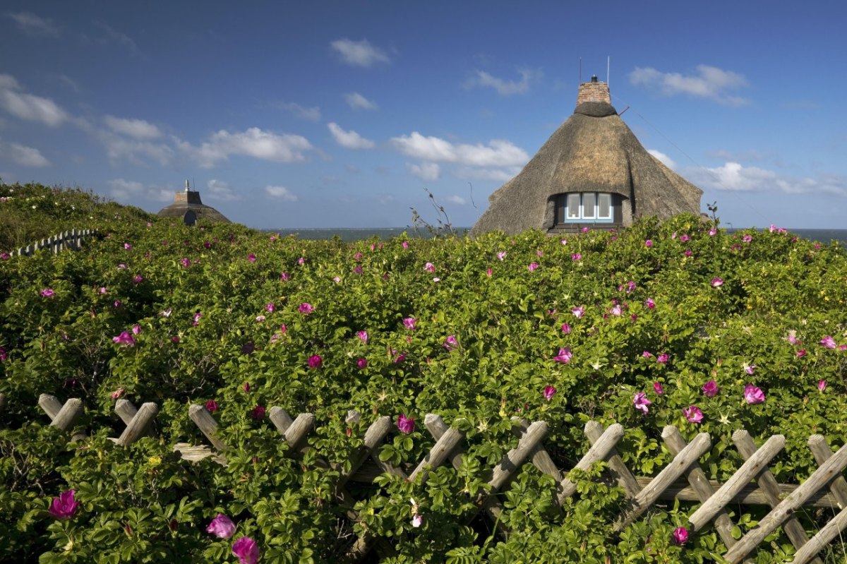 Sylt Garten Nordsee Insel Rehe Urlaub Tiere Natur Facebook