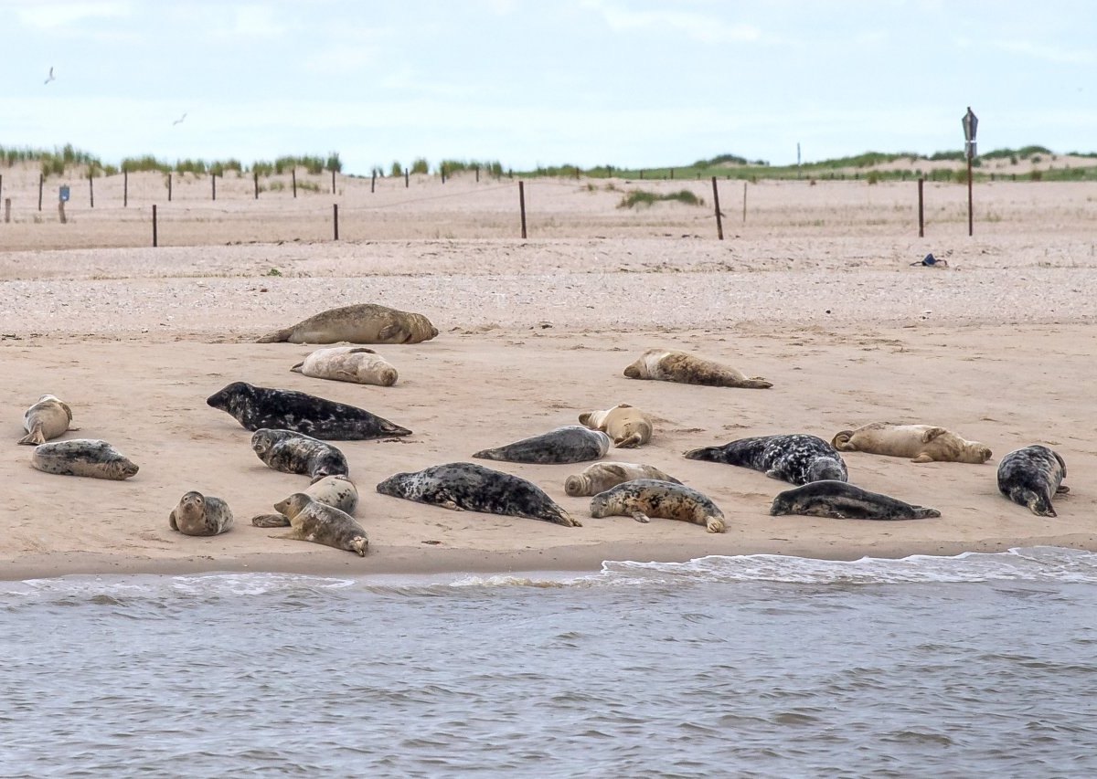 Wattenmeer