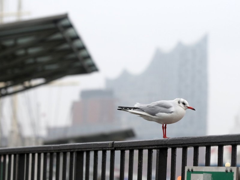 Wetter-Hamburg-Möwe.jpg