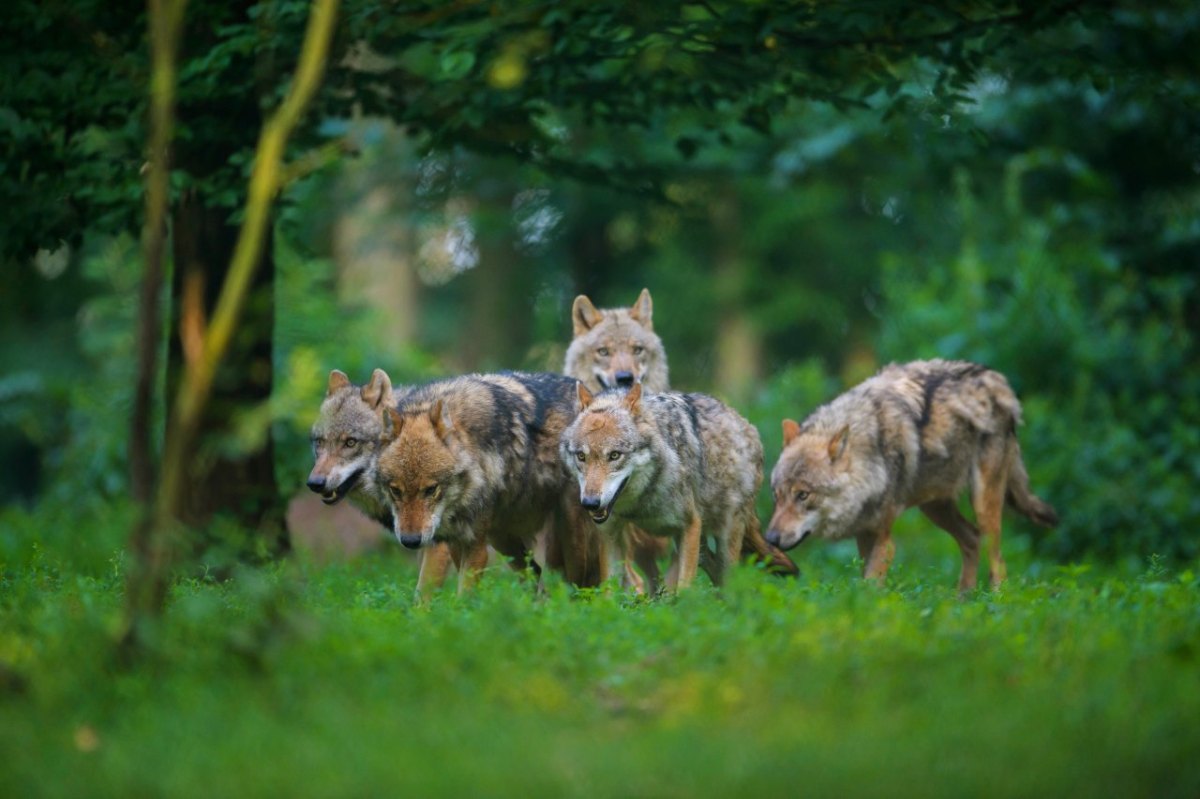 Wölfe Cuxland Niedersachsen