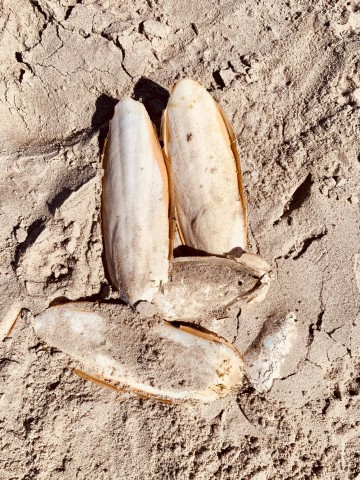 Ein Nordsee-Besucher hat in Sankt Peter-Ording einen seltenen Fund gemacht. 