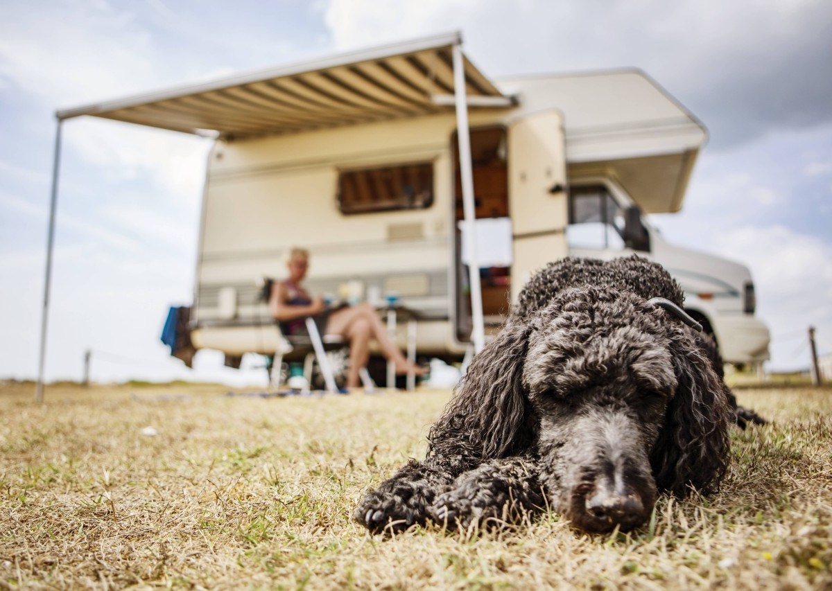 Camping mit Hund