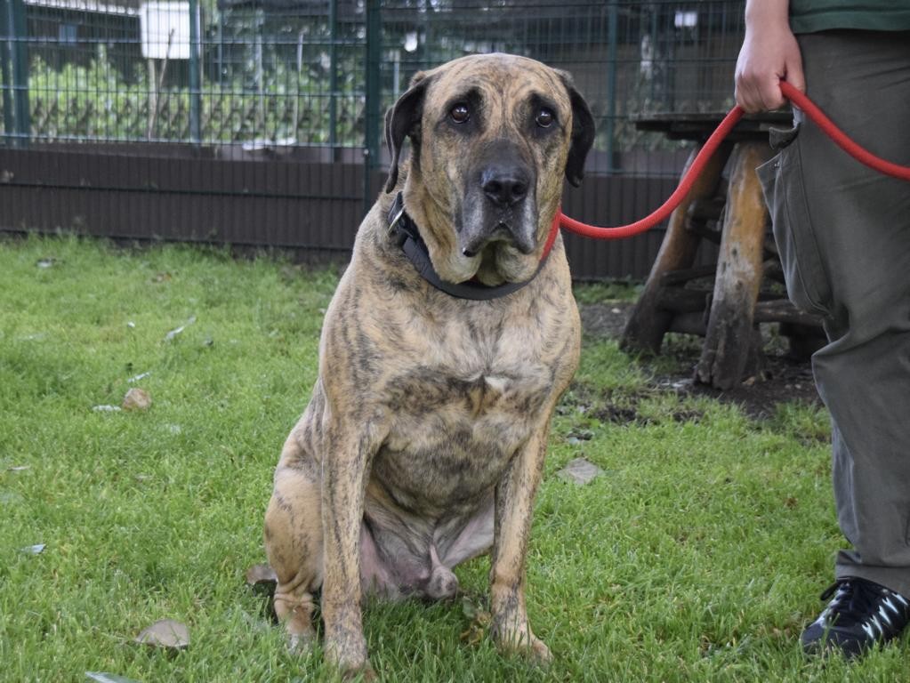 Der Mastino-Mischling Cesar sucht ein neues Zuhause. 