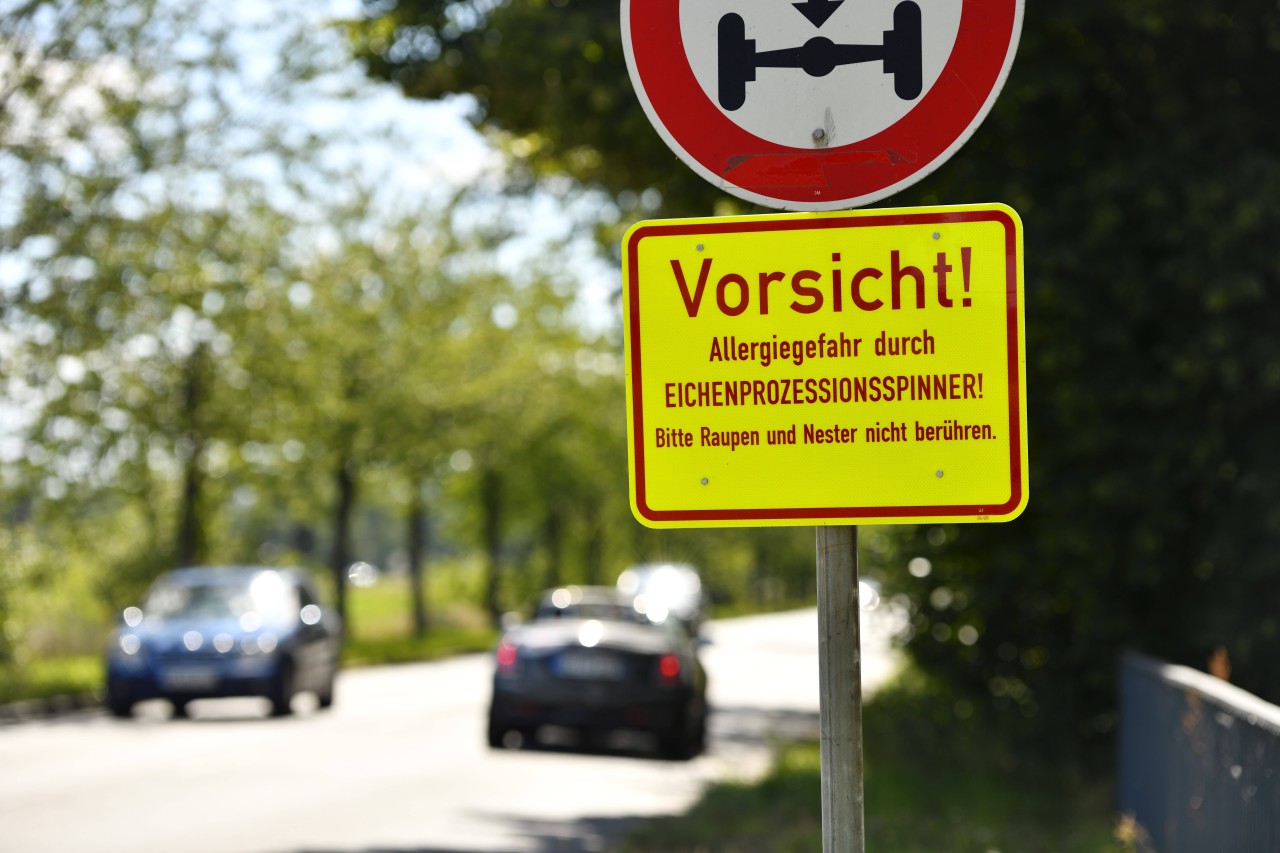 In Hamburg warnen Schilder vor den Raupen. 