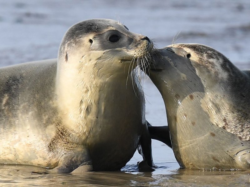 Elbe, Seehunde in der Elbe.jpg