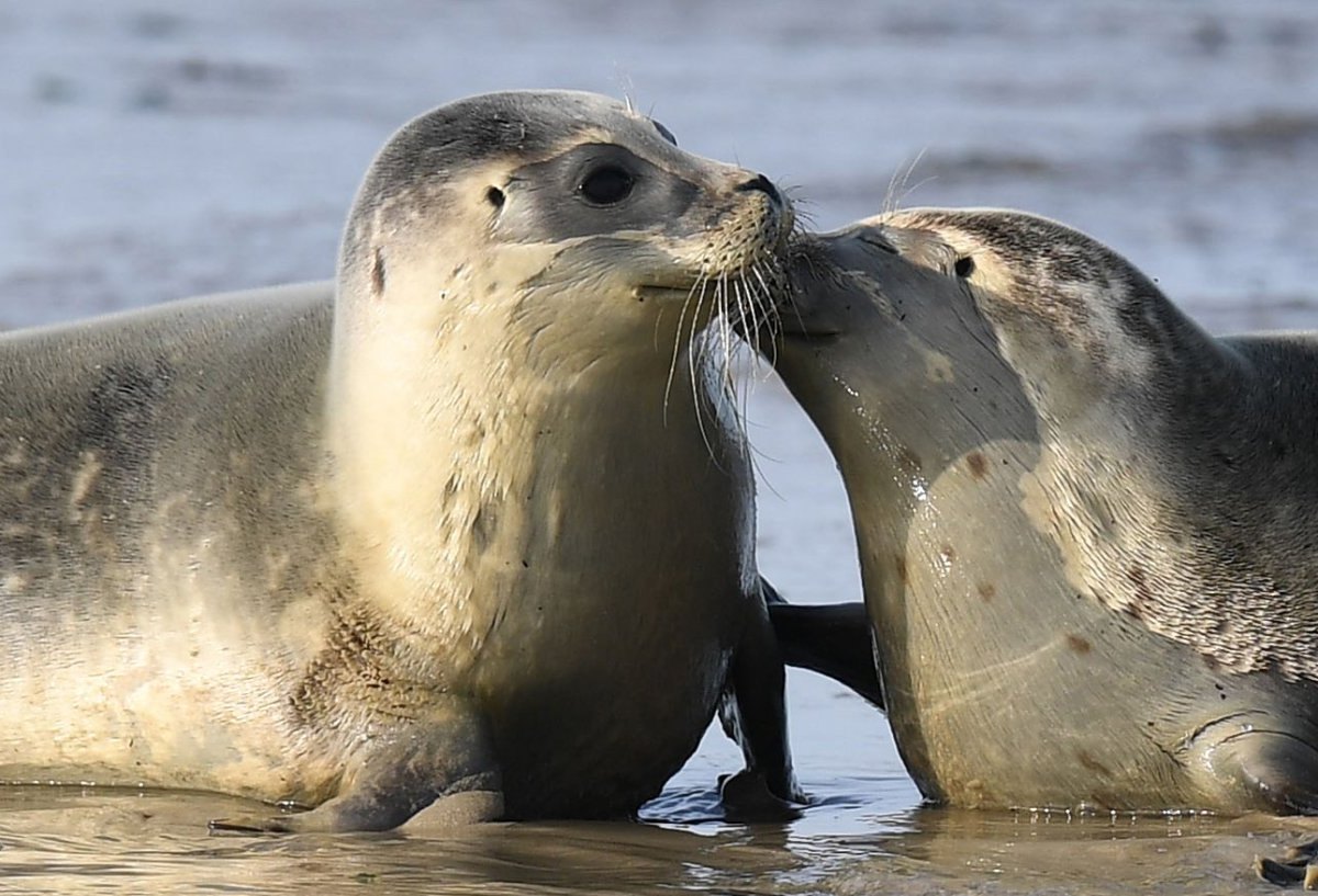 Elbe, Seehunde in der Elbe.jpg