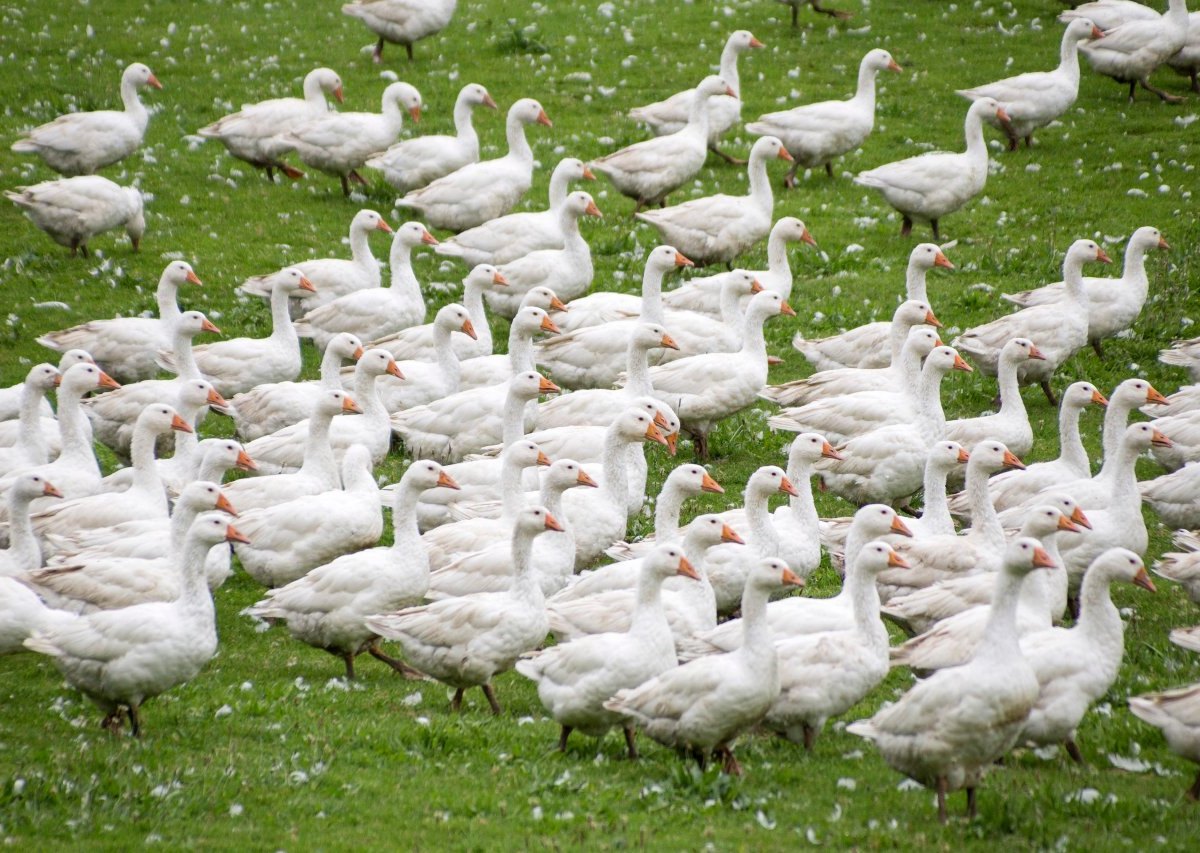 Gänse Pinneberg Vogelpest