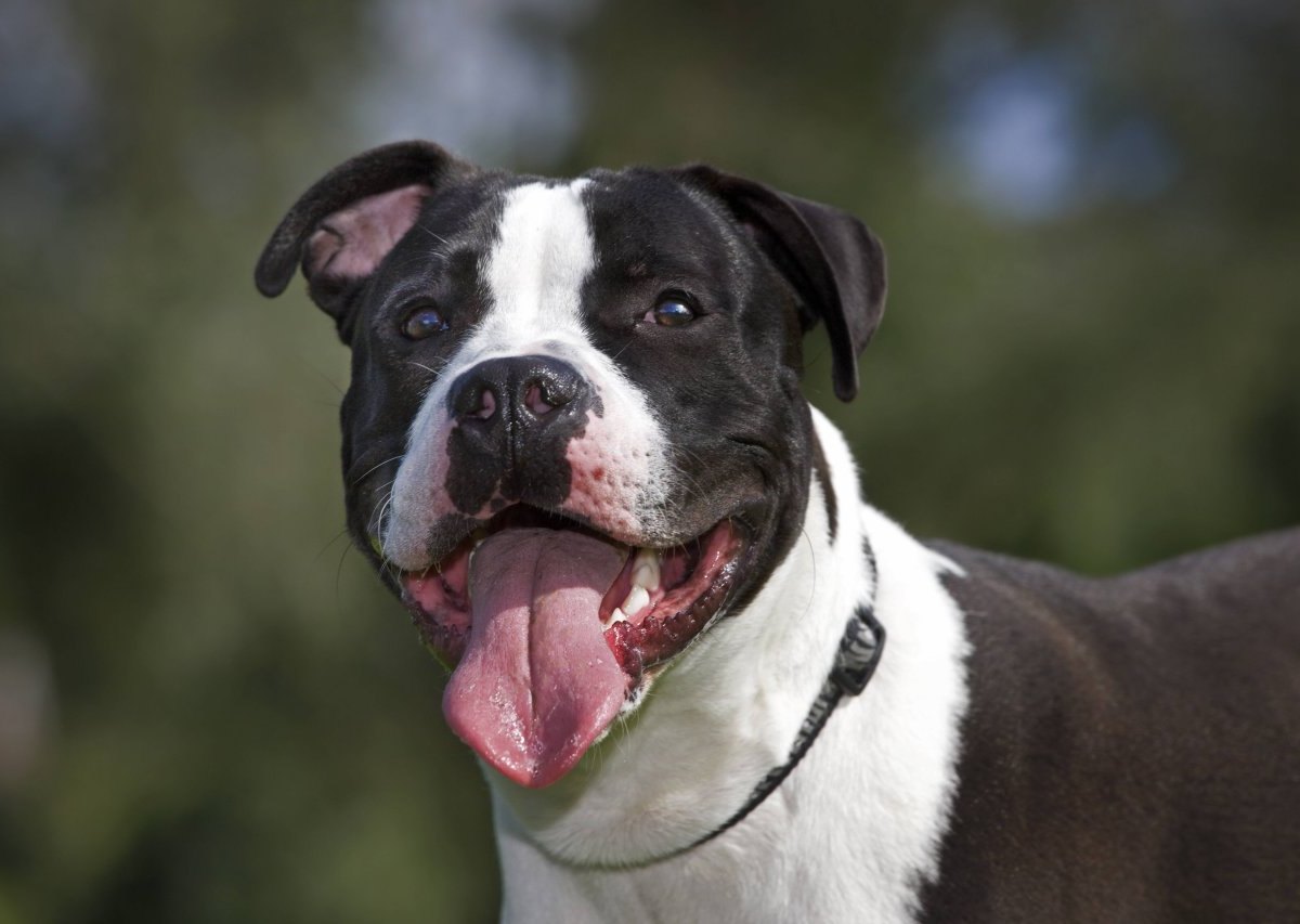 Hamburg American Staffordshire Terrier.jpg