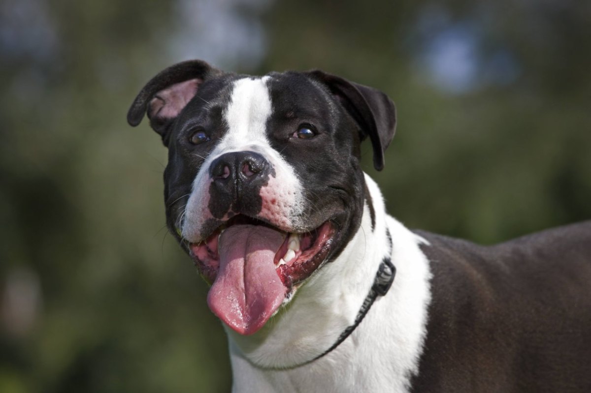 Hamburg American Staffordshire Terrier.jpg