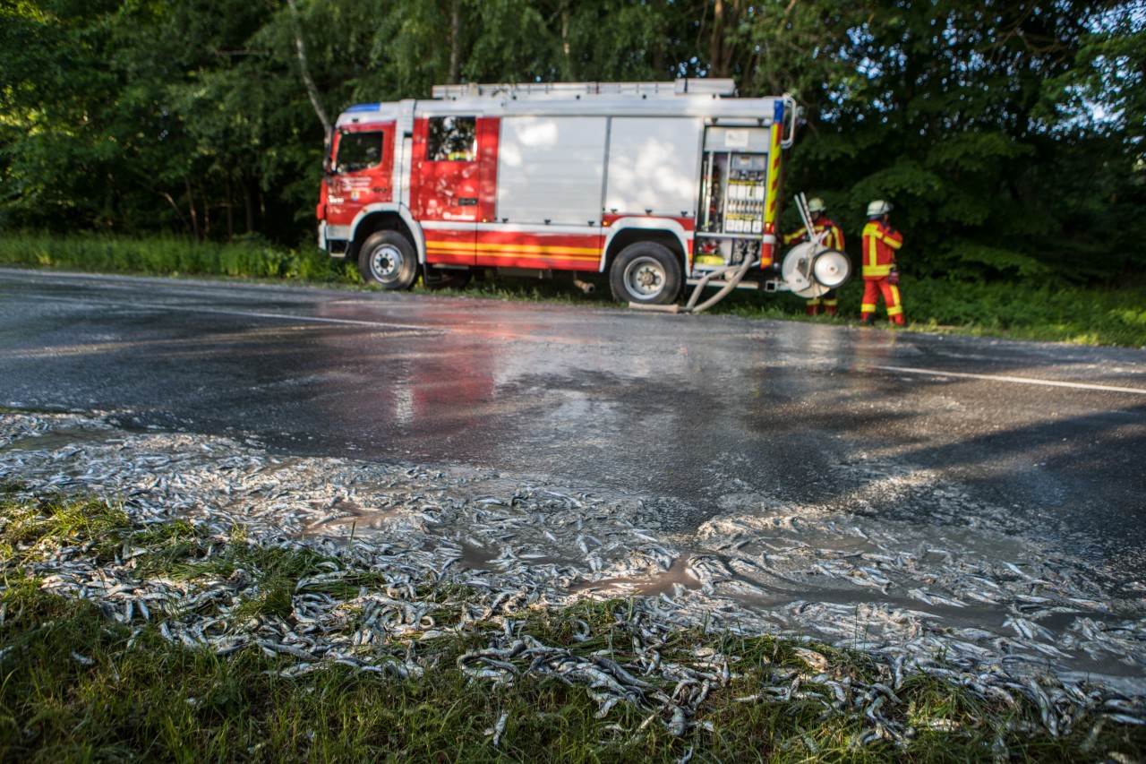 Mit Wasser versuchte die Feuerwehr, die Straße von dem Fisch zu befreien.