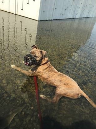 Hamburg: Ohne Maulkorb darf ein Hund wie Alfi nicht vor die Tür.