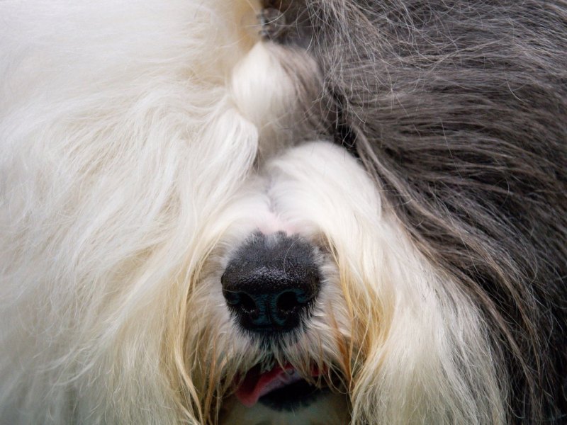 Hund Hamburg.jpg
