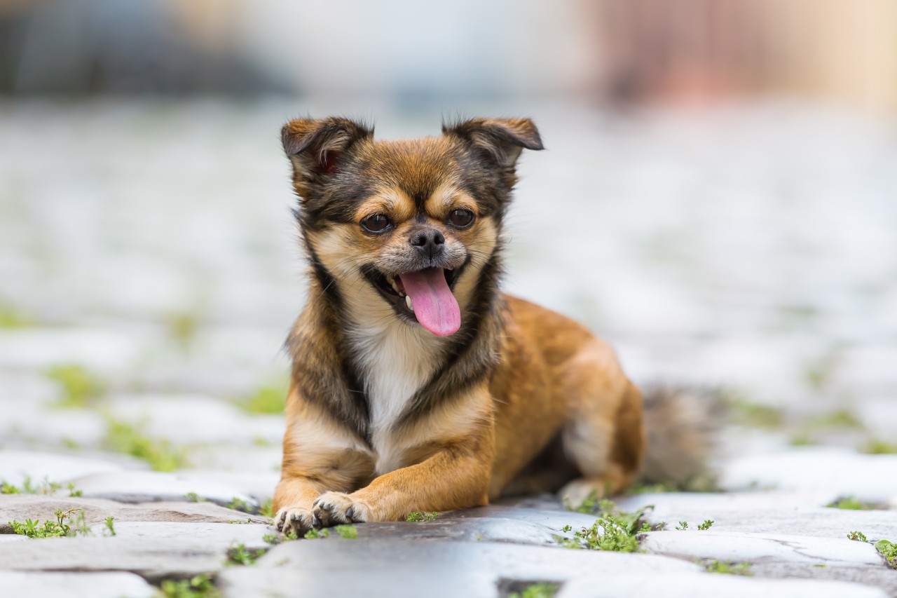 Ein kleiner Chihuahua kam bei dem Unfall ums Leben (Symbolbild). 