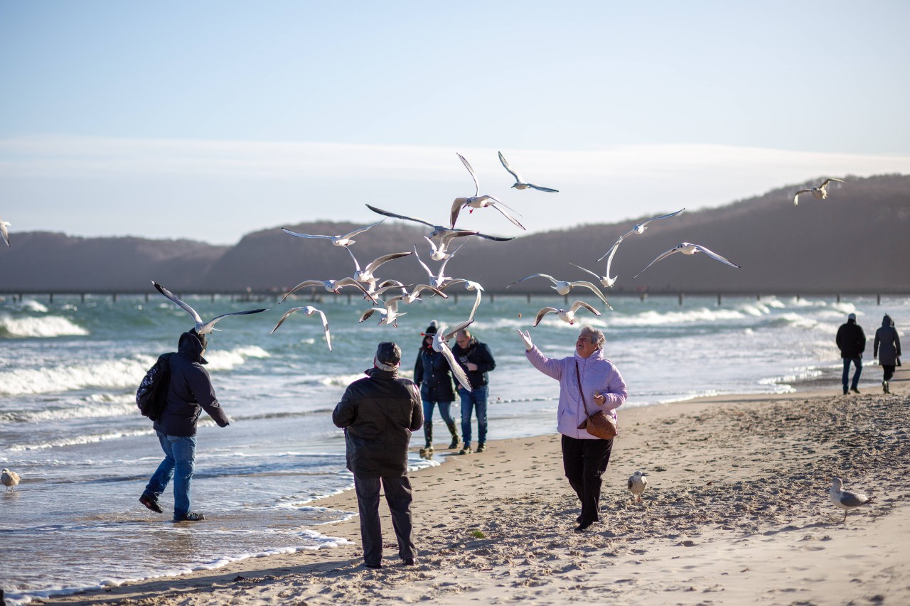 An der Ostsee sind aggressive Möwen unterwegs! (Symbolbild)