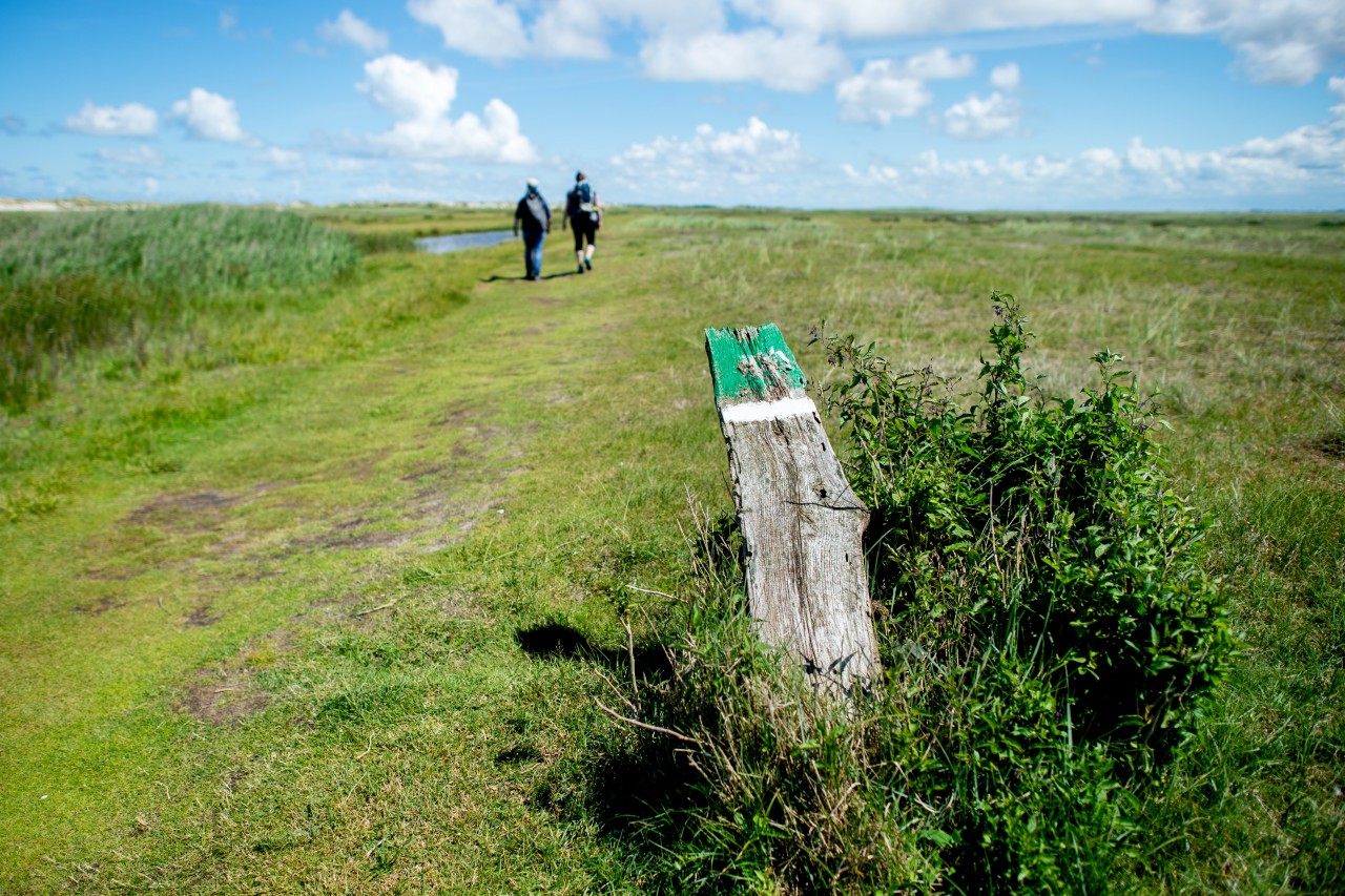 Die Menschen auf Norderney teilen sich die Insel mit vielen Tieren.