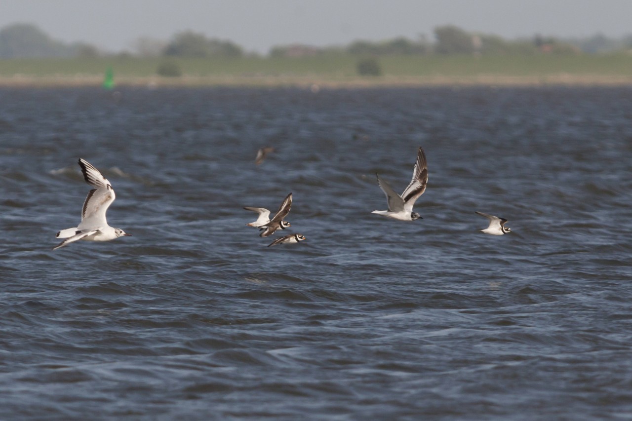 Auf Norderney gefährden zu viele Besucher Strandbrüter wie den Sandregenpfeifer. 