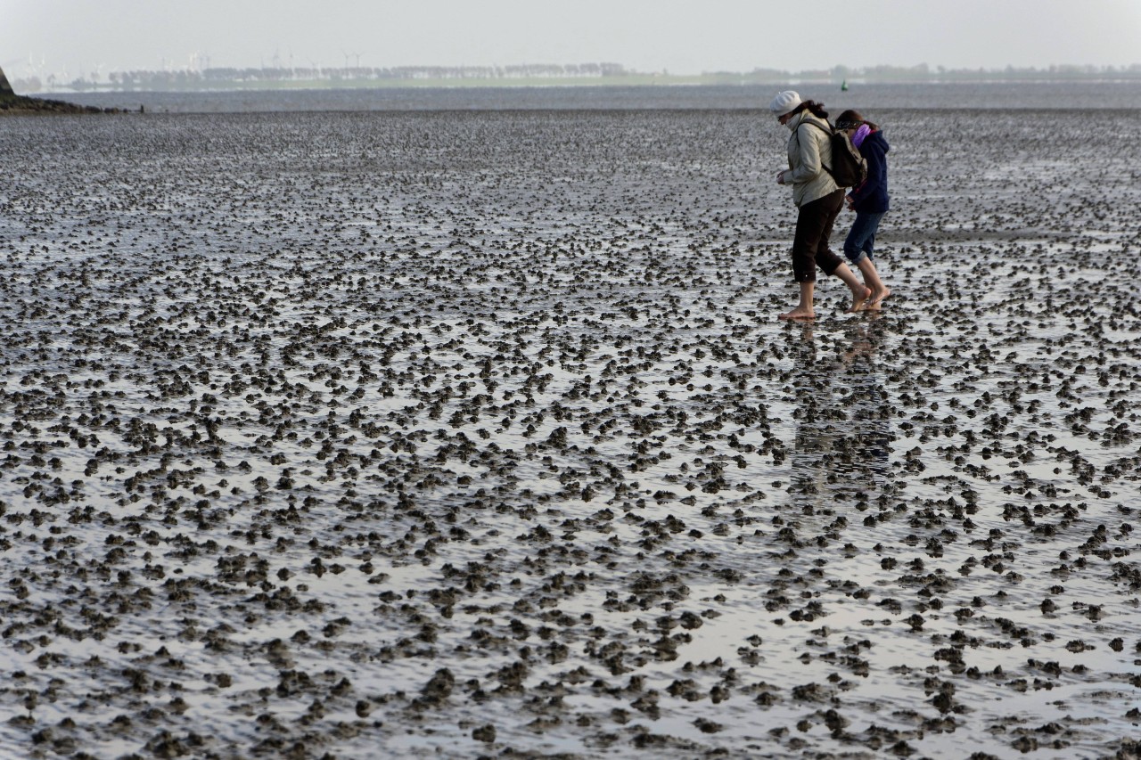 Urlauber wandern durch bei Ebbe das Watt in Büsum in Schleswig-Holstein.