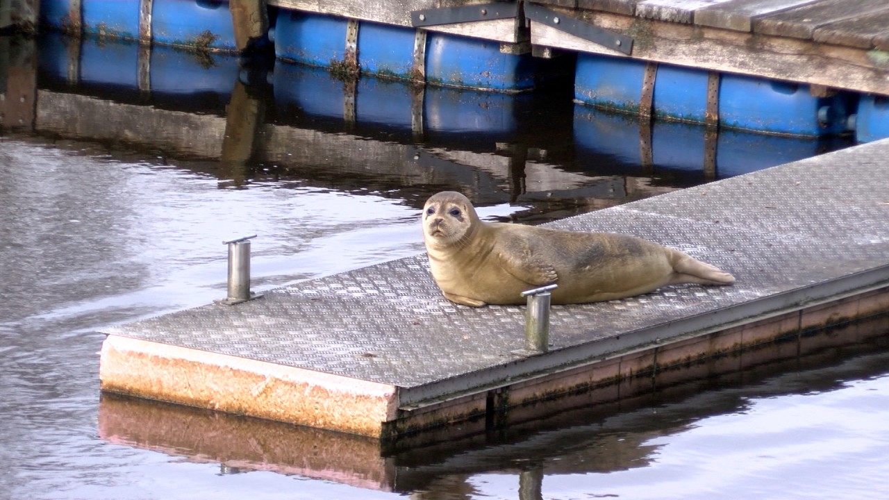 Der Seehund auf dem Steg im Ostehafen in Bremervörde.