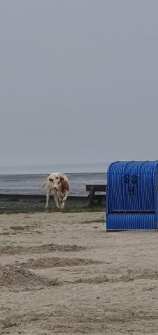 Eine Kuh am Hundestrand in Neßmersiel an der Nordsee sorgte für Staunen. 