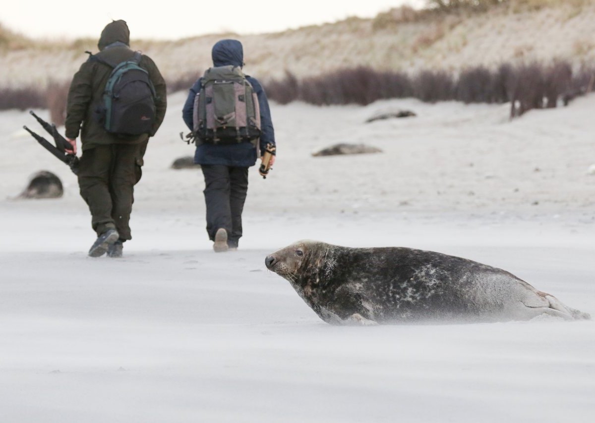 Nordsee Helgoland Kegelrobben Raubtier Fischer