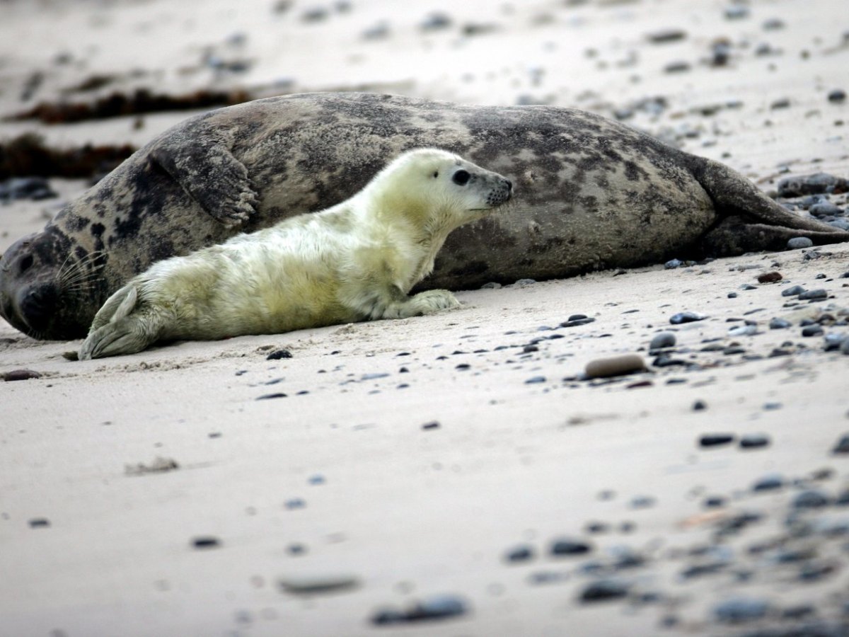 Nordsee Helgoland Kegelrobben Raubtier Fischer