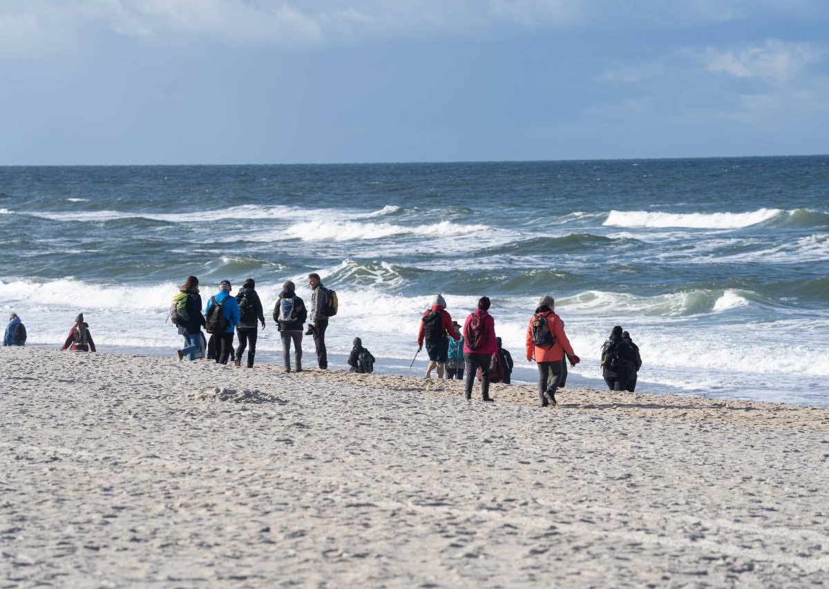 Nordsee Helgoland Kegelrobben Seehund Abstand