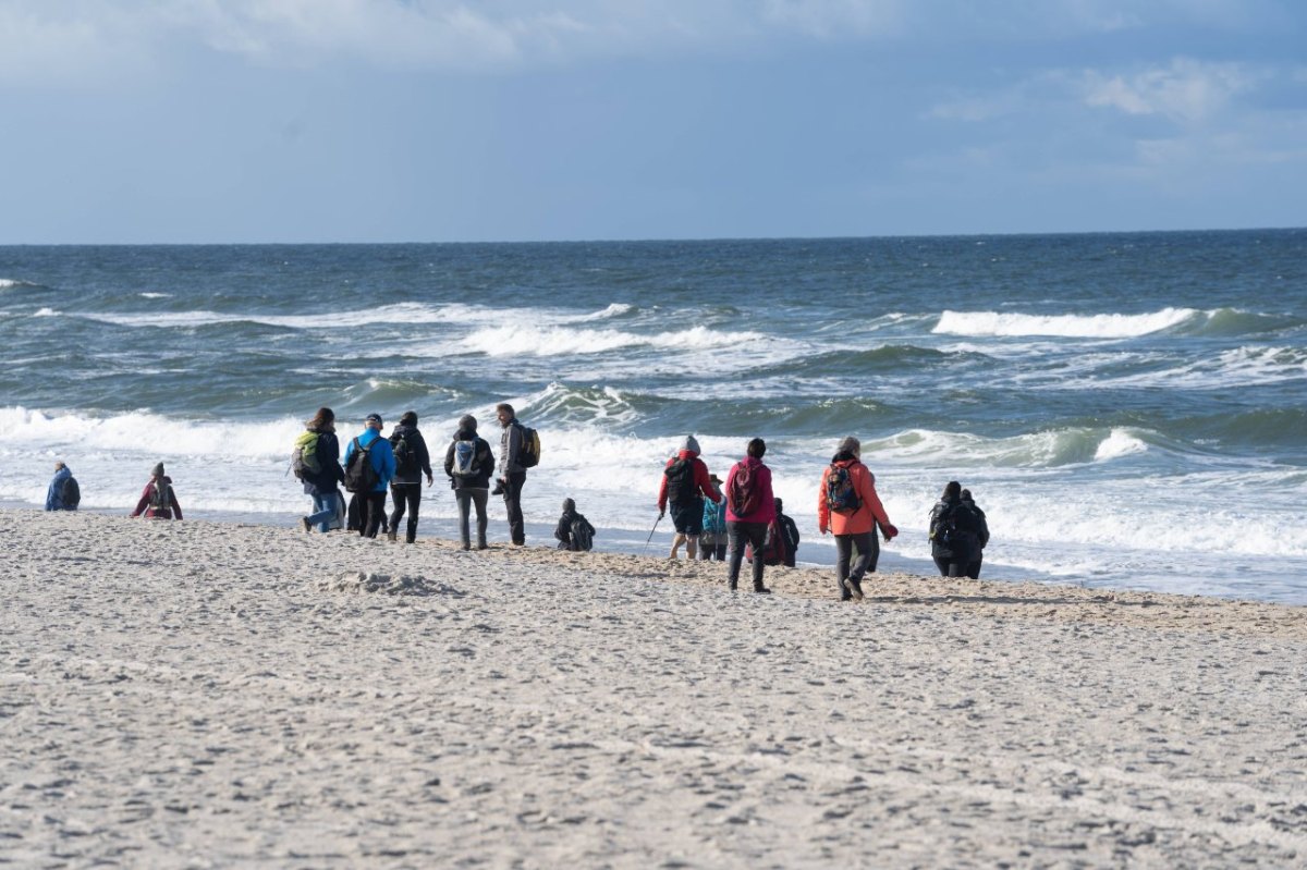 Nordsee Helgoland Kegelrobben Seehund Abstand