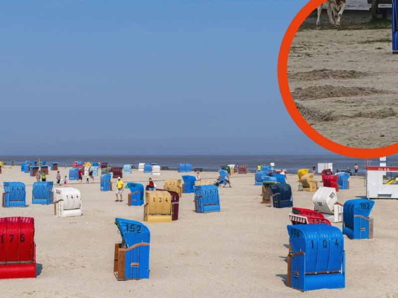 Nordsee Kuh.jpg