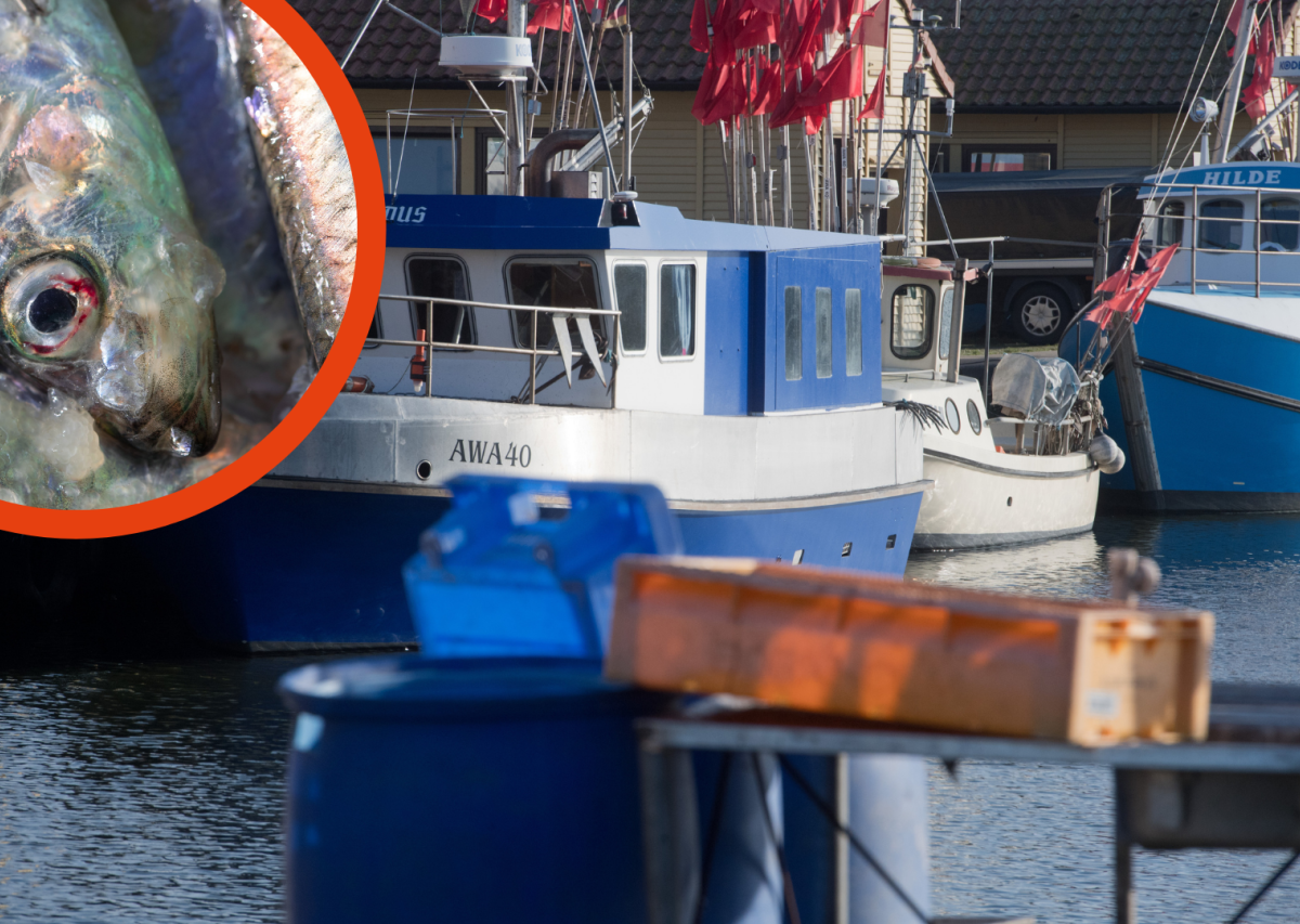 Ostsee Hering Dorsch Fischerei