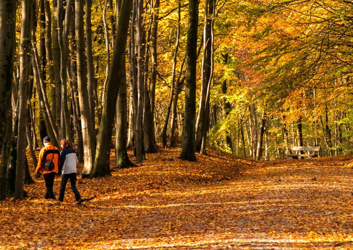 Rügen Wald Schild.jpg