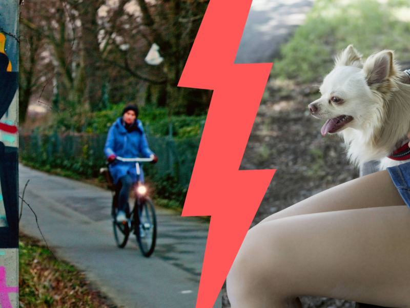 Schleswig Holstein Hund.png