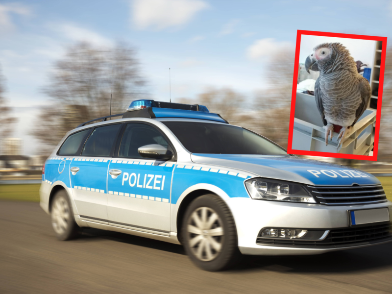 Schleswig-Holstein Polizei Einsatz Lübeck Graupapagei Kuki.png