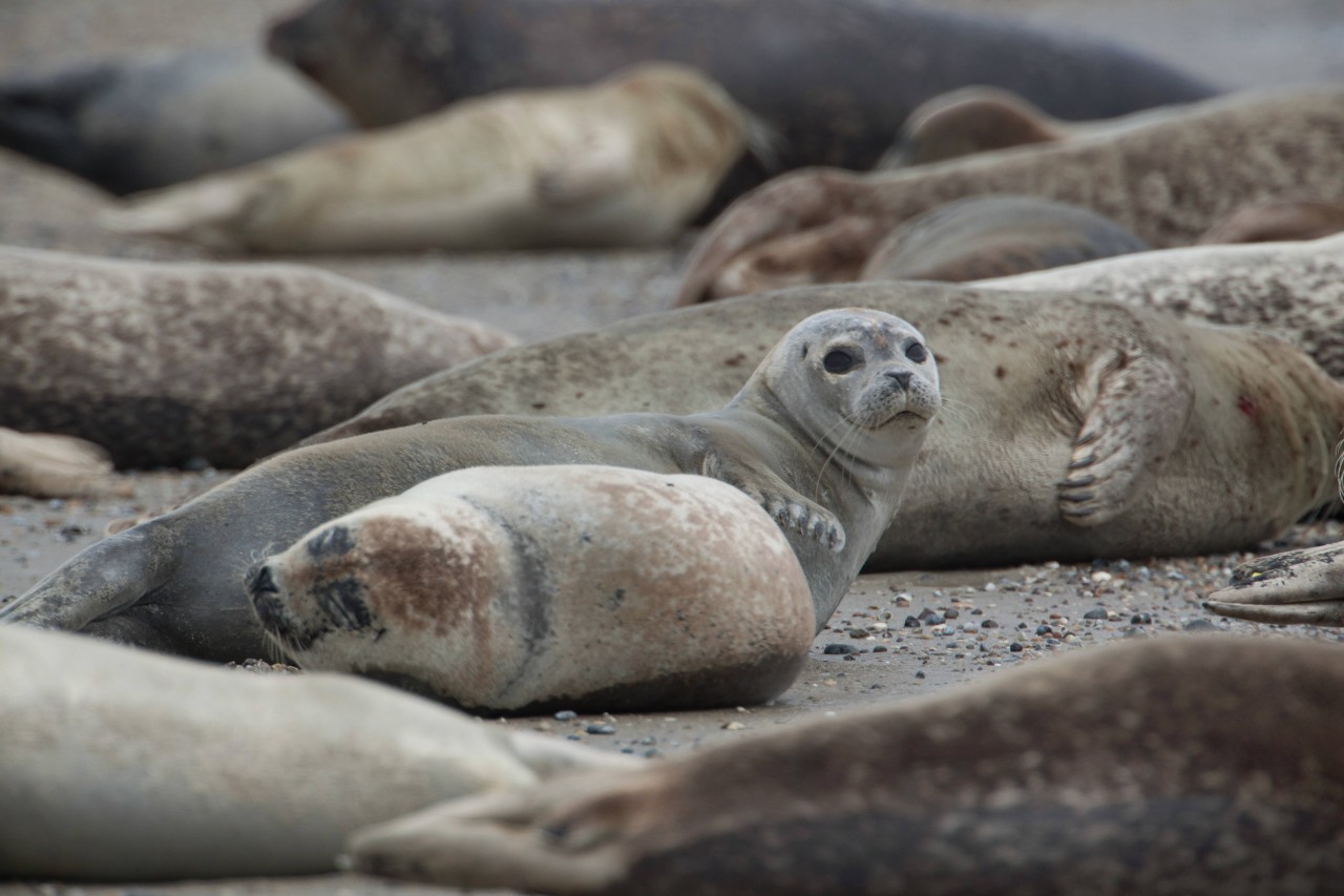 Kegelrobben sind am Strand von Helgoland keine Seltenheit. 