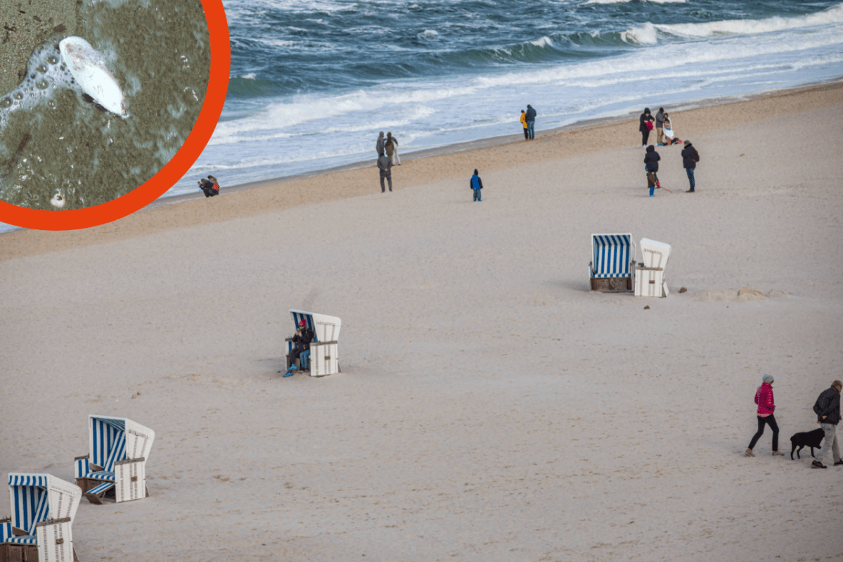 Strand Sylt Fund Rätsel Schulp.png