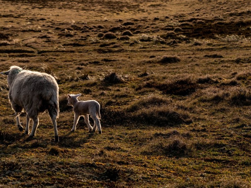 Sylt Schaf Lamm Deich