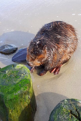 Der Biber am Strand von Koserow auf Usedom