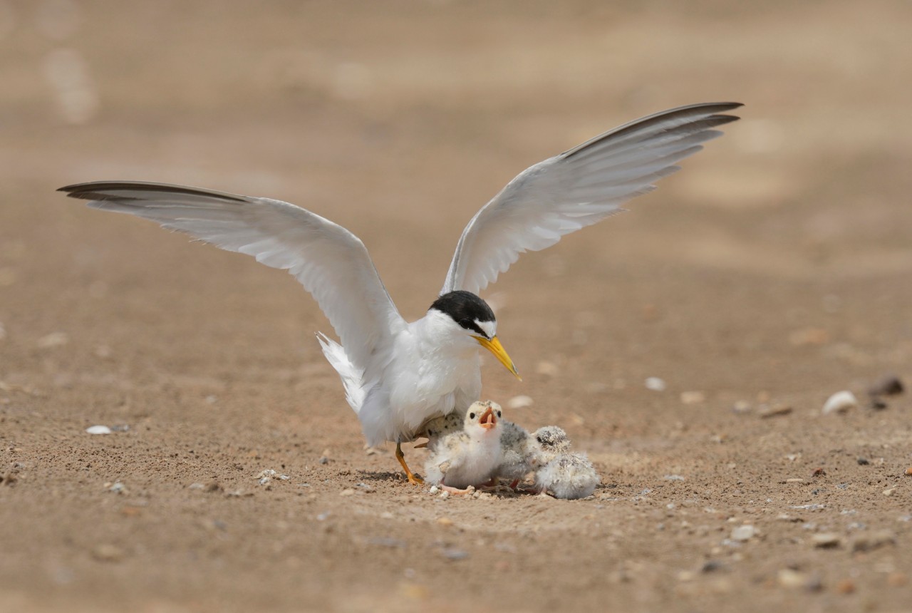 Zwergseeschwalben brüten ihren Nachwuchs oft direkt am Strand aus. 