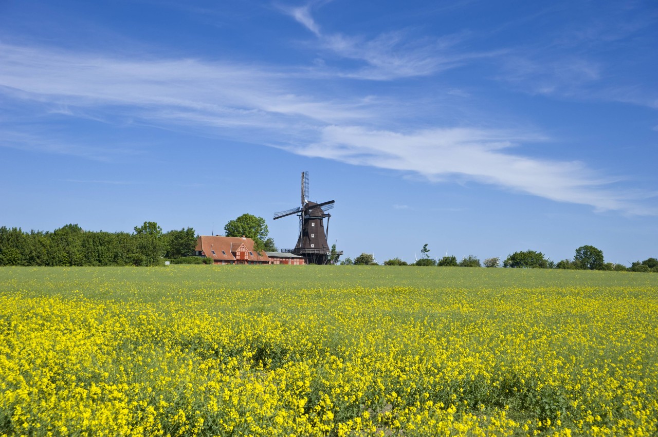 Hier und da blüht schon etwas auf Fehmarn. 