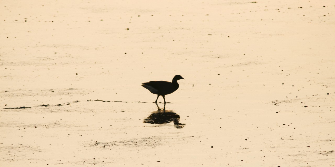 Ringelgans im Watt an der Nordsee.