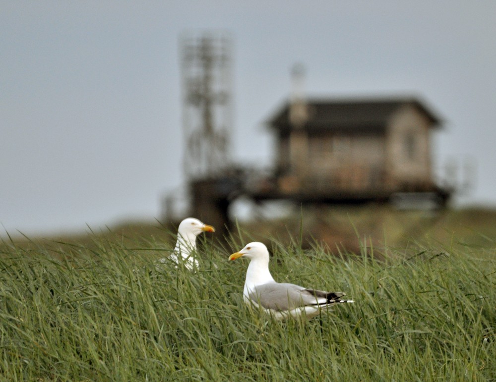 Nordsee: Zwei Möwen auf Trischen.