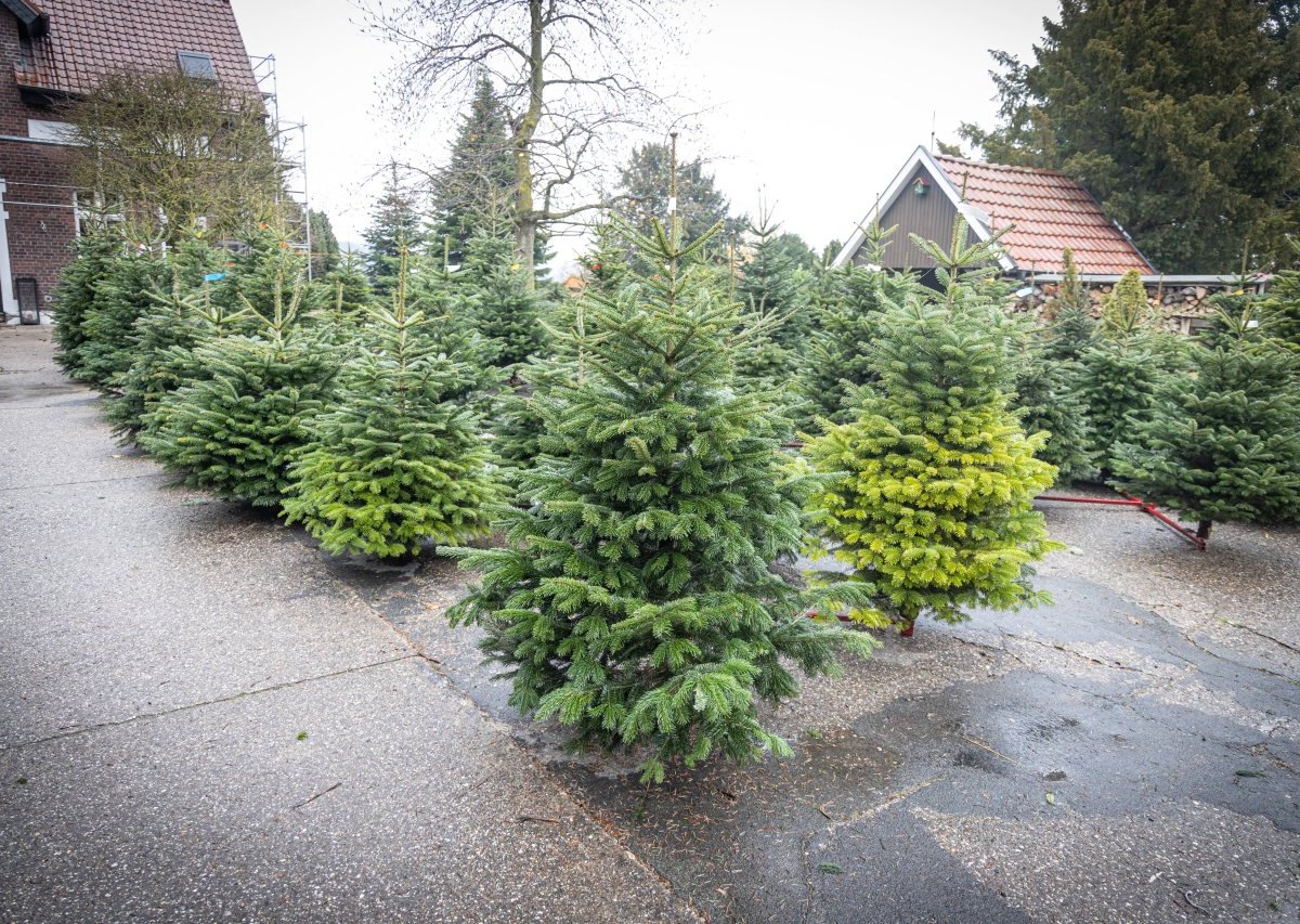 Tannenbaum1_IMAGO RÃ¼diger WÃ¶lk.jpg