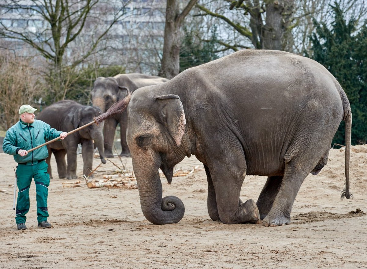 Tierpark Hagenbeck.jpg