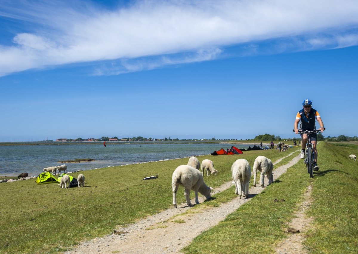 Fehmarn Fahrrad Fahrer.jpg