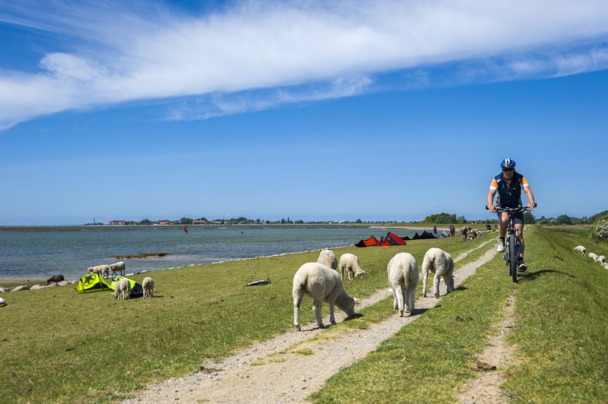 Fehmarn Fahrrad Fahrer.jpg